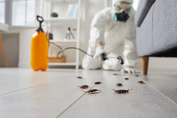 Post-Treatment Bed Bug Interceptor Monitoring in Red Lion